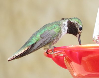 Broad-Tailed Hummingbird