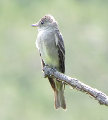 Western Wood Pewee