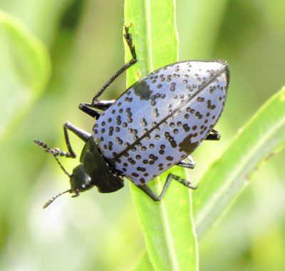 Blue Fungus Beetle