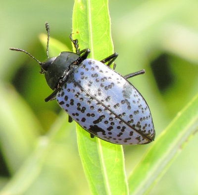 Blue Fungus Beetle