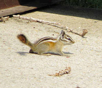 Colorado Chipmunk