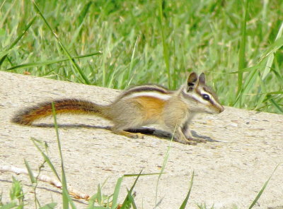 Colorado Chipmunk