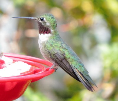 Broad-Tailed Hummingbird