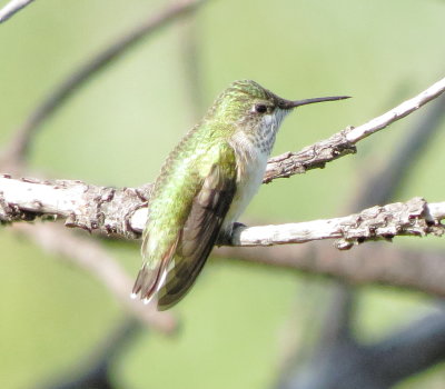 Calliope Hummingbird