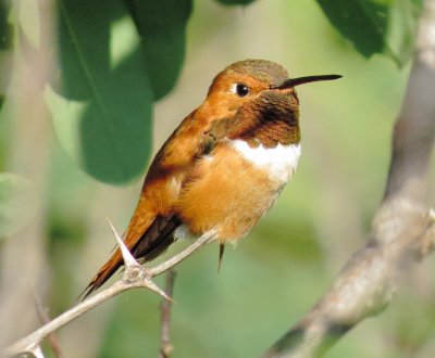 Rufous Hummingbird