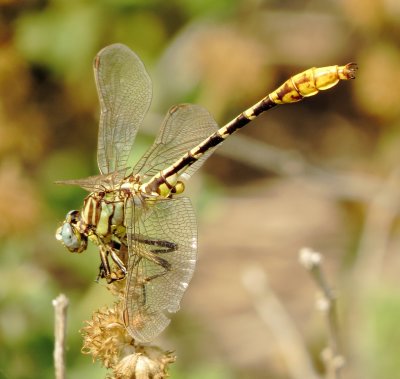 Sulphur-Tipped Clubtail