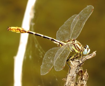 Sulphur-Tipped Clubtail