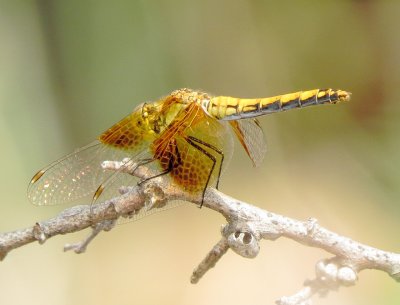 Band-Winged Meadowhawk
