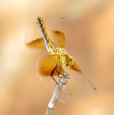 Band-Winged Meadowhawk