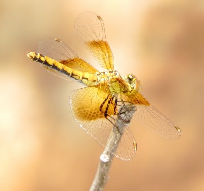 Band-Winged Meadowhawk