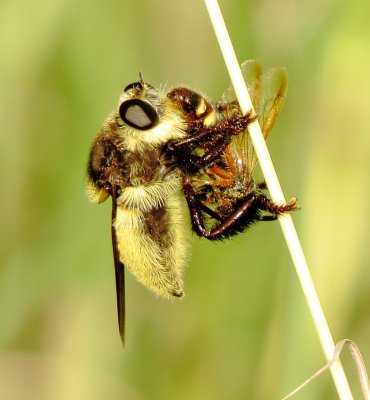 Mallophora Fautrix