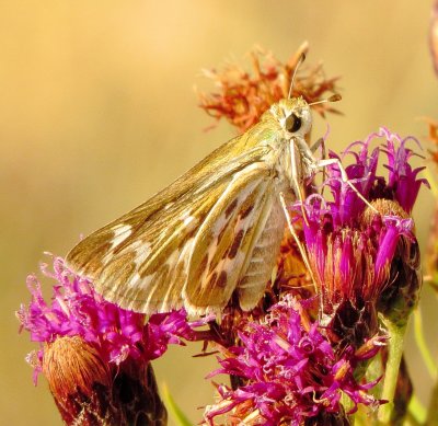 Branded Skipper Species