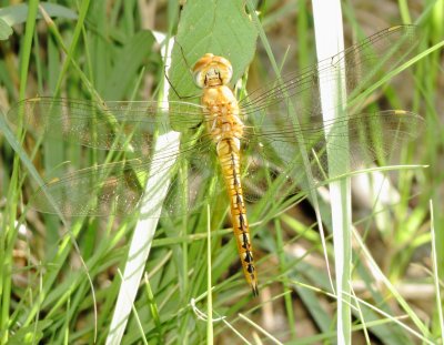 Wandering Glider