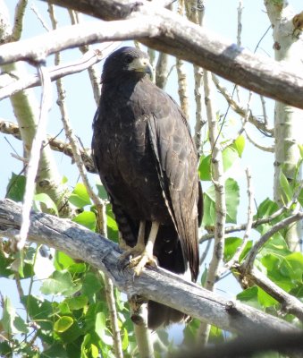 Common Black Hawk