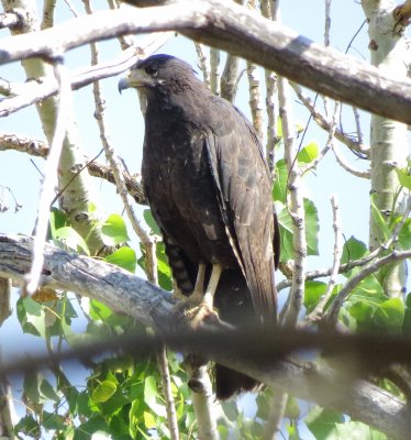 Common Black Hawk