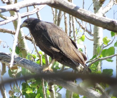 Common Black Hawk