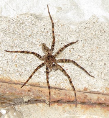 Dark Fishing Spider