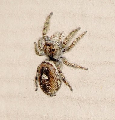Putnam's Jumping Spider