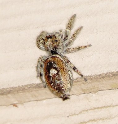 Putnam's Jumping Spider