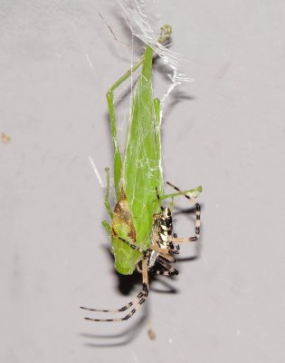 Yellow Garden Spider