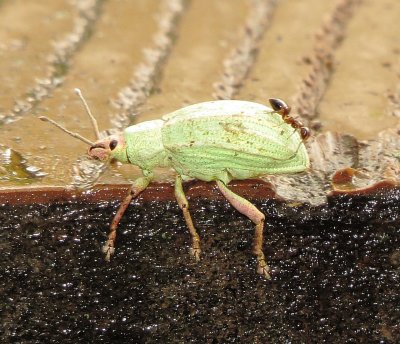 Golden-Headed Weevil