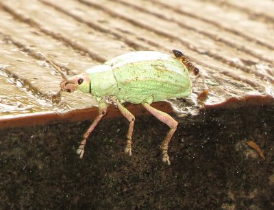Golden-Headed Weevil