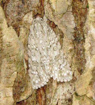 Dagger Moth Species