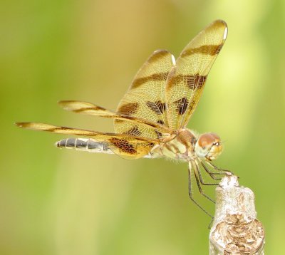 Halloween Pennant