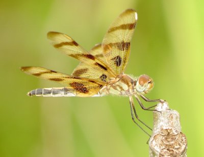 Halloween Pennant