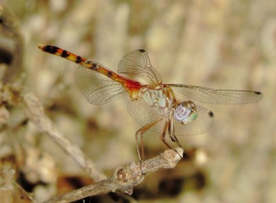Blue-Faced Meadowhawk