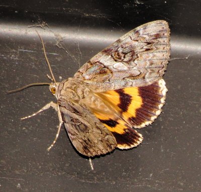 Penitent Underwing