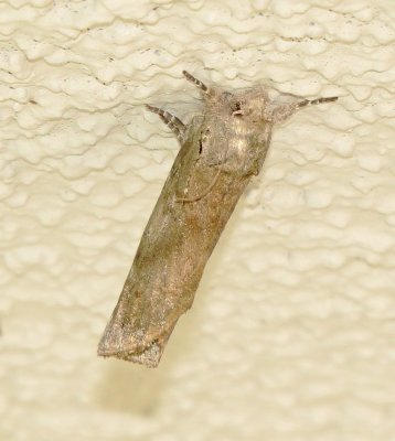 Black-Blotched Schizura Moth