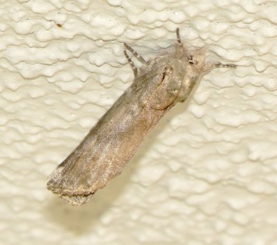 Black-Blotched Schizura Moth