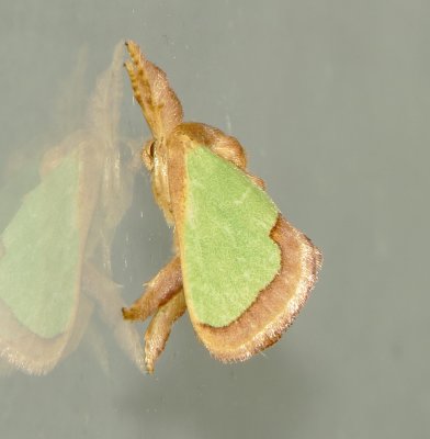 Green Oak-Slug Moth
