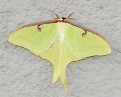Luna Moth