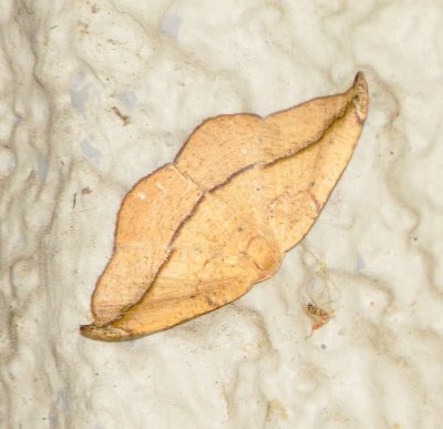 Juniper Geometer Moth
