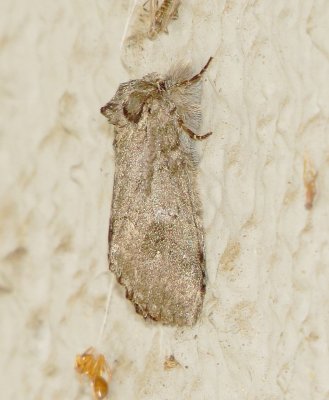 Prominent Moth Species