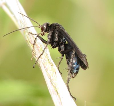Blue-Black Spider Wasp Species