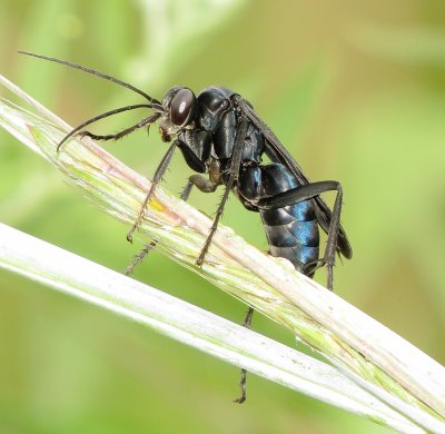 Blue-Black Spider Wasp Species