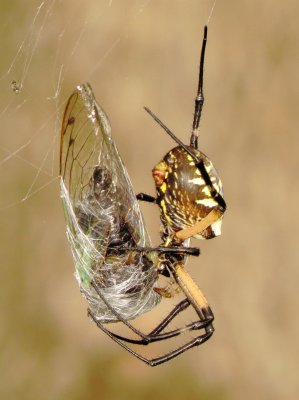 Yellow Garden Spider