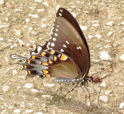 Spicebush Swallowtail