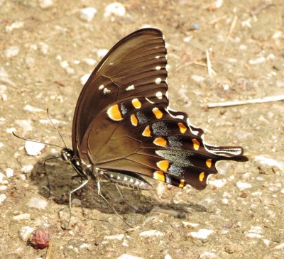 Spicebush Swallowtail