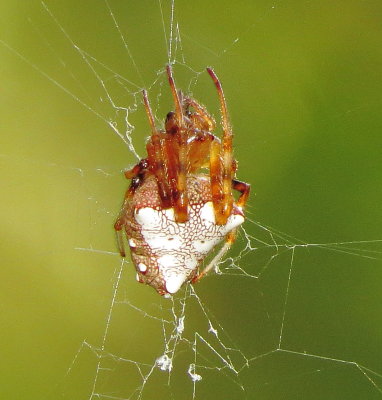 Arrowhead Orbweaver