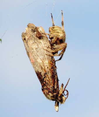 Spotted Orbweaver Species