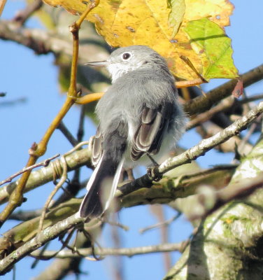 Blue-Gray Gnatcatcher