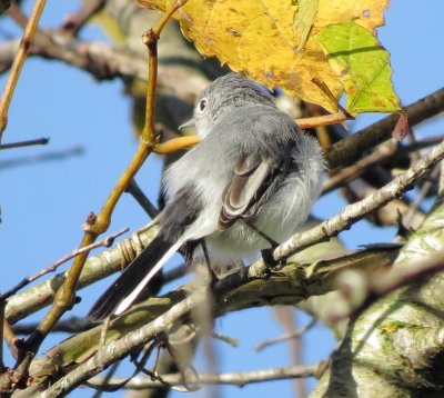 Blue-Gray Gnatcatcher