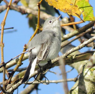 Blue-Gray Gnatcatcher