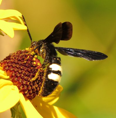 Double-Banded Scoliid Wasp
