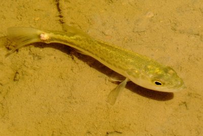 Unidentified Fish Species