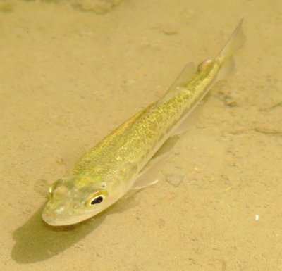 Unidentified Fish Species